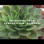 Our patended* innovation: Lumiphenols