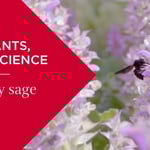 Calm-Essentiel skin care with clary sage extract | Clarins