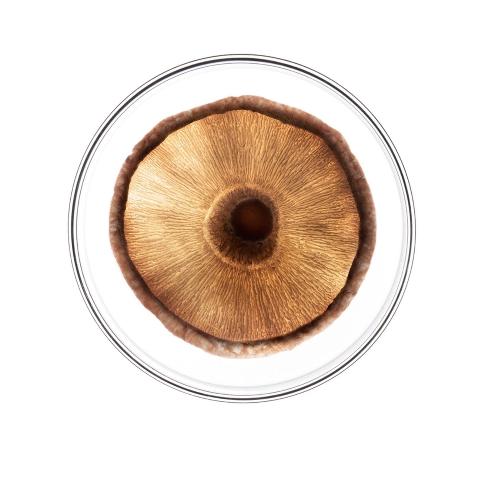 Phytocyane-Men Severe Hair Loss Treatment 12x3.5ml