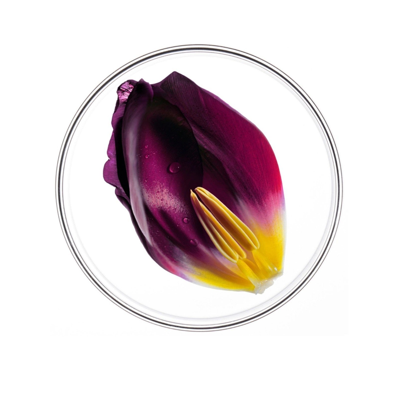 Phytocyane Progressive Hair Loss Treatment for Women 12x5ml