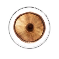 Phytocyane-Men Severe Hair Loss Treatment 12x3.5ml